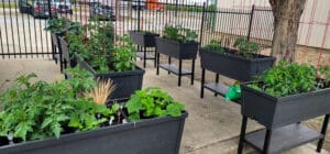 A row of black planters with vegetables in them.