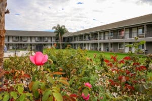 An apartment complex with pink flowers in front of it.